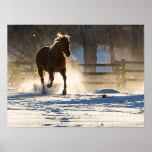 Paard dat door de sneeuw rent poster