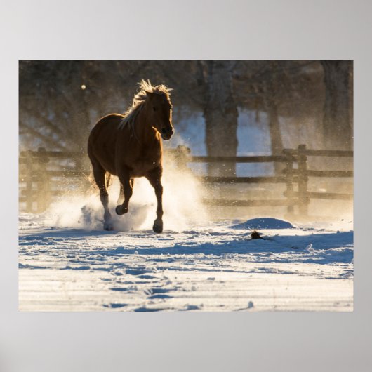 Paard dat door de sneeuw rent poster (Voorkant)
