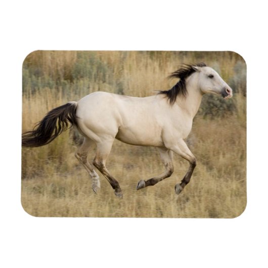 Paard dat door prairiegras loopt magneet (Horizontaal)
