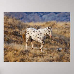 Paard dat rondloopt in de schilderachtige heuvels poster