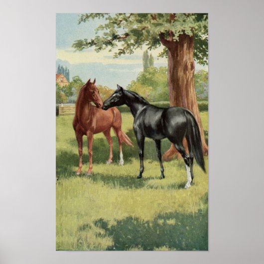  paard De eerste bijeenkomst in Equestrian Poster (Voorkant)