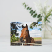 Paard_Delights,_Ansichtkaart Briefkaart (Staand voorkant)