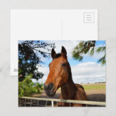 Paard_Delights,_Ansichtkaart Briefkaart (Voorkant / Achterkant)