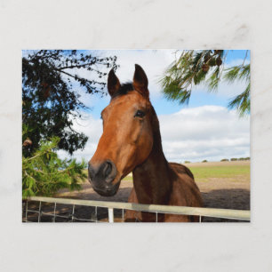 Paard_Delights,_Ansichtkaart Briefkaart