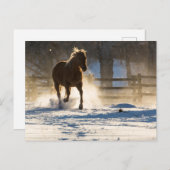 Paard die door de sneeuw loopt briefkaart (Voorkant / Achterkant)