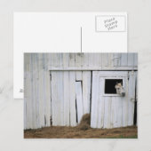 Paard die het Hoofd uit Venster van de Schuur Briefkaart (Voorkant / Achterkant)