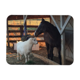 Paard en Geit op het Boerderij Magnet Magneet