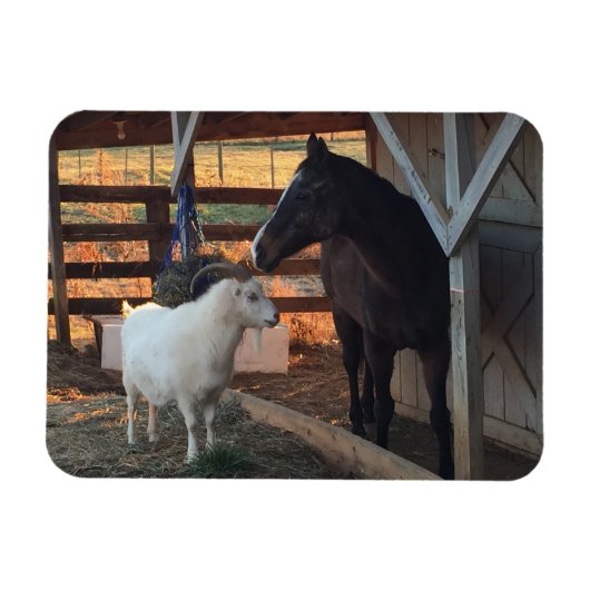 Paard en Geit op het Boerderij Magnet Magneet (Horizontaal)