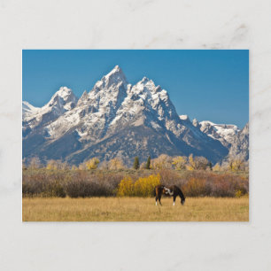 Paard en Grand Tetons, Moose Head Ranch Briefkaart