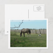 paard en hond briefkaart (Voorkant / Achterkant)