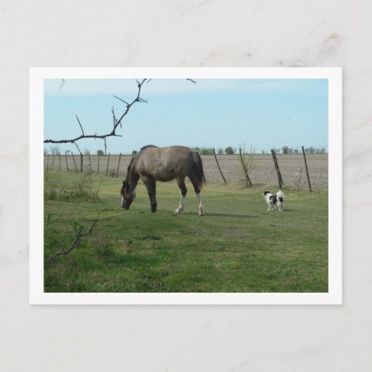 paard en hond briefkaart (Voorkant)