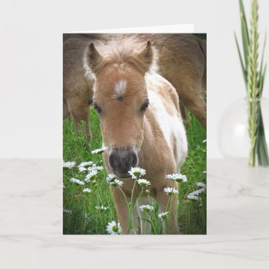 Paard en madeliefjes kaart (Voorkant)