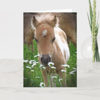 Paard en madeliefjes kaart