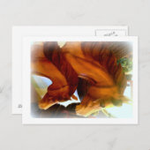 paard en pony briefkaart (Voorkant / Achterkant)