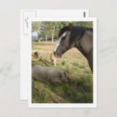 paard en varkens briefkaart (Voorkant / Achterkant)