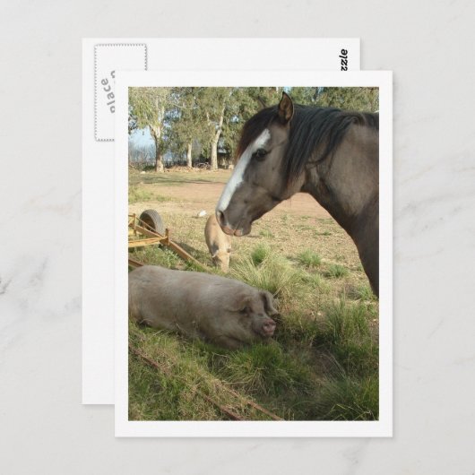 paard en varkens briefkaart (Voorkant / Achterkant)