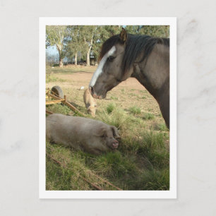 paard en varkens briefkaart