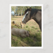 paard en varkens briefkaart (Voorkant)
