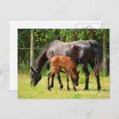 Paard en veulen briefkaart (Voorkant / Achterkant)