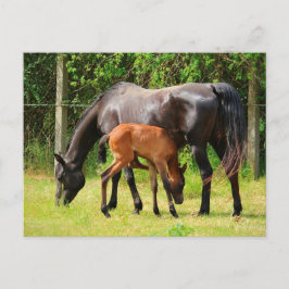 Paard en veulen briefkaart