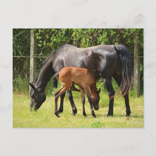 Paard en veulen briefkaart (Voorkant)