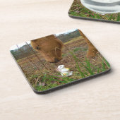 Paard en voorbloem Bunny Onderzetter (Linkerzijde)