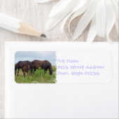 Paard familie grazen mailing label (Insitu)