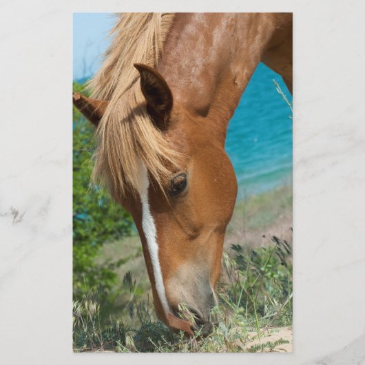 Paard Flyer (Voorkant)