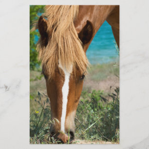 Paard Flyer