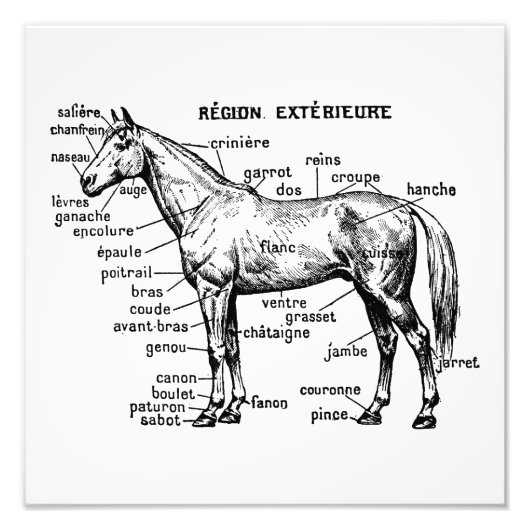 Paard Foto Afdruk (Voorkant)