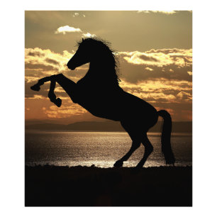 paard foto afdruk