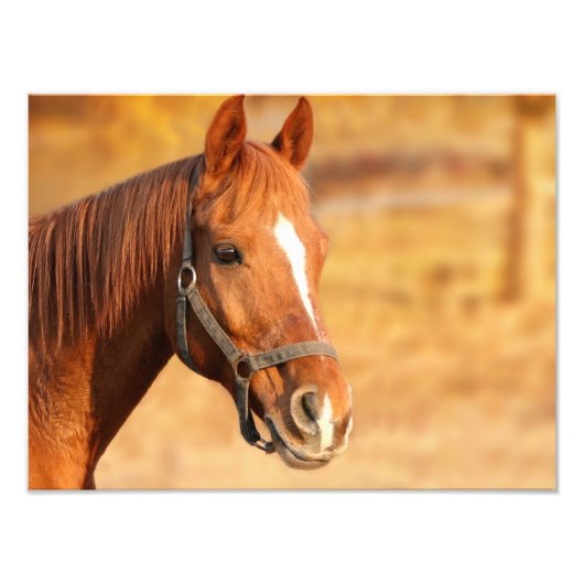 Paard Foto Afdruk (Voorkant)