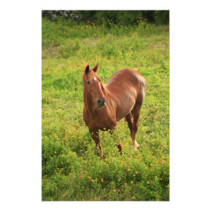 Paard Foto Afdruk