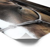 Paard Foto Afdruk (Hoek)