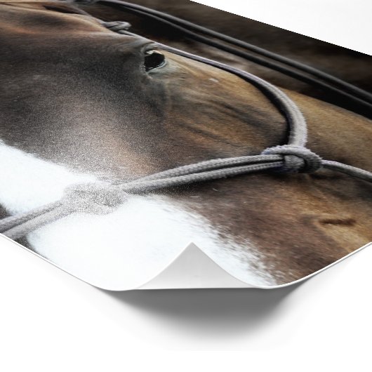 Paard Foto Afdruk (Hoek)