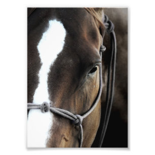 Paard Foto Afdruk