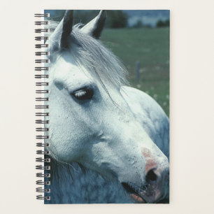 Paard Foto Paard Appelgrauw Gebloemde Weide Planner
