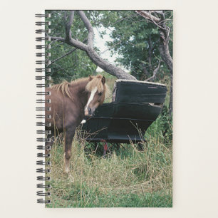 Paard Foto Paard Paard Antieke Buggy Planner