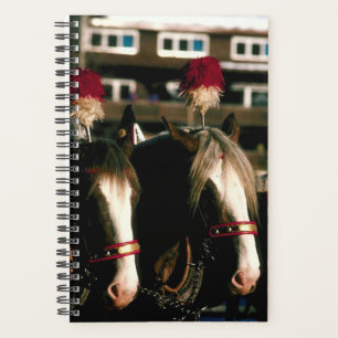 Paard Foto Paardentuig Trekpaard Tandem Planner