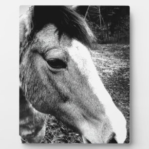 Paard Fotoplaat