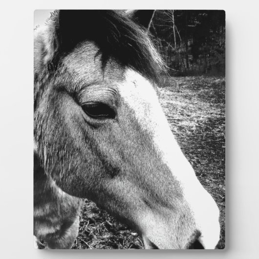 Paard Fotoplaat (Voorkant)