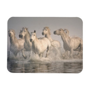Paard galopperend in het Middellandse Zeewater Magneet