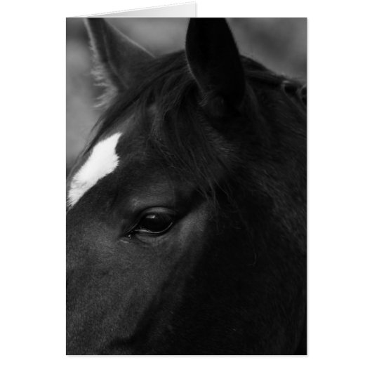 Paard gccna (Voorkant)