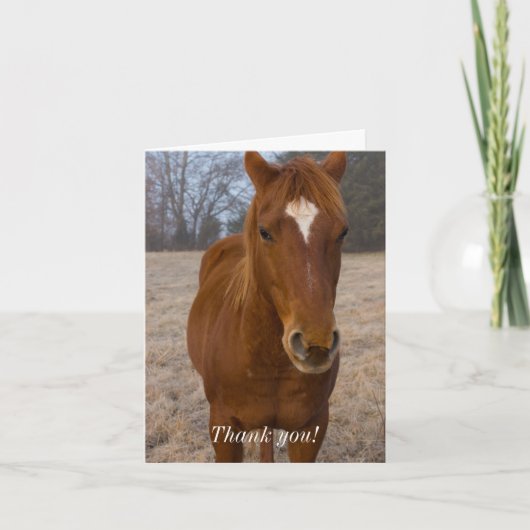 Paard Houding Bedankkaart (Voorkant)