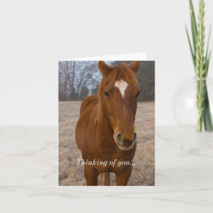 Paard Houding Denkend Aan Jou Kaart
