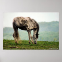 Paard in de lente