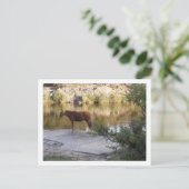 paard in de rivier briefkaart (Staand voorkant)