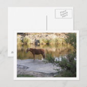 paard in de rivier briefkaart (Voorkant / Achterkant)