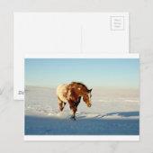paard in de sneeuw briefkaart (Voorkant / Achterkant)