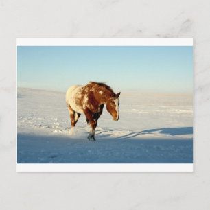 paard in de sneeuw briefkaart